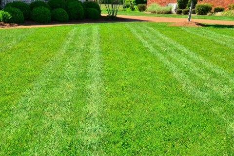 Fresh Grass Laying in Surrey