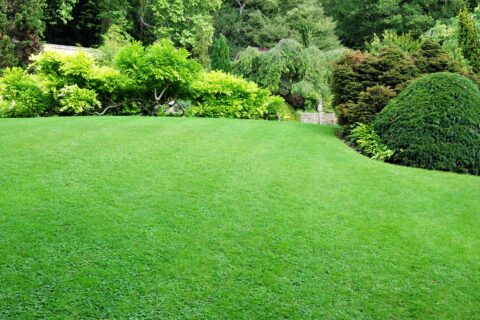Quality Lawn Turfing Surrey